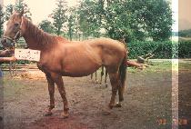 �ΰ߻� (DU GYEON SAE) ����