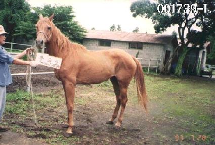 ������ ����