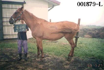 �Ӹ��� ����