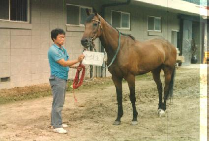 ����ȣ ����