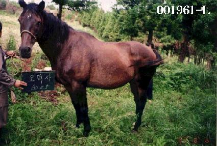 ������ ����