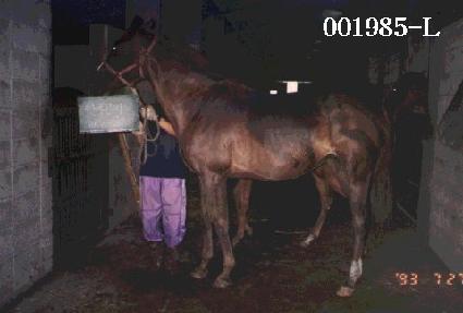 �������� ����