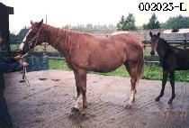 ��â�� (MU CHANG PO) ����