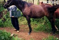 �ɻ� (GGOT SAEM) ����