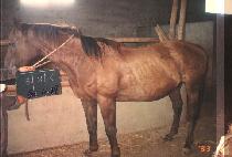 ������ (JIK JI SA) ����