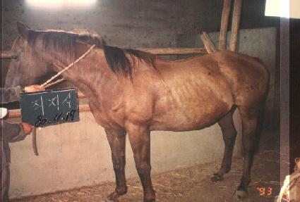 ������ ����