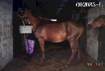 ���̳� (SAE MI NA) ����