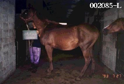 ���̳� ����