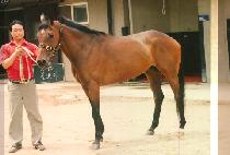 ������ (WOLPORI) ����