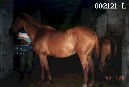 ������ ����