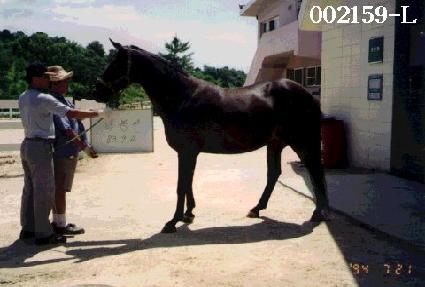 ����� ����