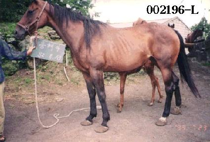 ����� ����