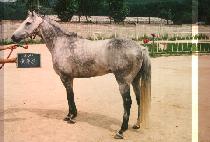 ��Ǫ�� (NULPURUN) ����