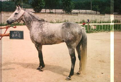 ��Ǫ�� ����