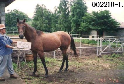 ����� ����