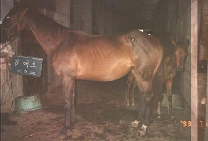 ����ȣ ����