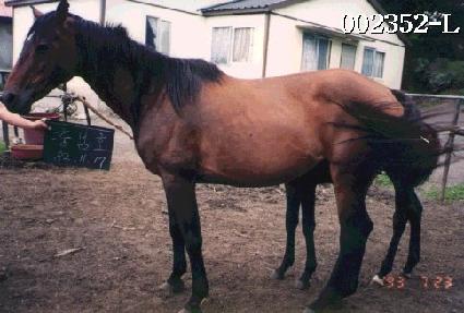 �泲ȣ ����