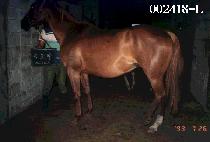 ������ (YONG PO RI) ����