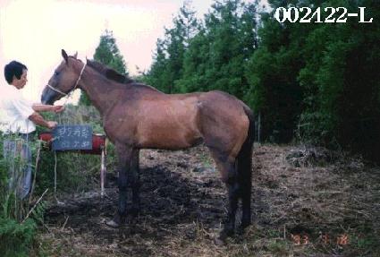 �ȵ����� ����