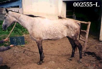 ���� ����