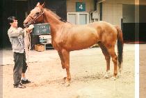 ���� (GANG JIN) ����