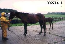 ����� (GO EUN NANG JA) ����