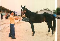 �ż� (GEOSONG) ����