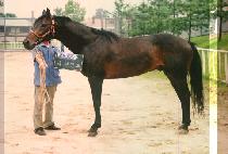 ���̾�Ʈ (GIANT) ����