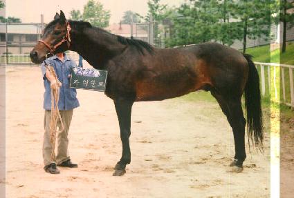 ���̾�Ʈ ����