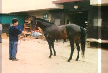 ��ź�� (DAETANSAENG) ����