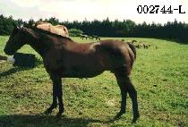 ������ (DAE PO AL) ����