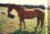 ������ (DAE HAENG JIN) ����