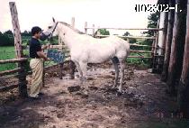 �Ͼ����� (HAYANJEBI) ����