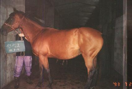 ����ȣ ����