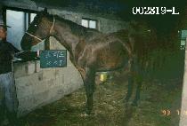 ���ǵ� (SPEED) ����