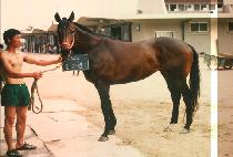 �⵿�� (CHULDONGSUN) ����