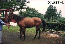 ĥ���� (CHIL GONG JU) ����