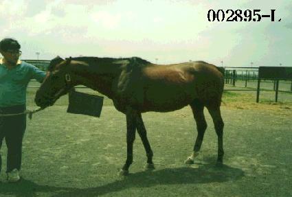 ŷ����� ����