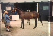 ��Ƽ���� (CITY SQUAW) ����