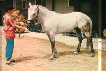 �������� (ANJUNJIDAE) ����