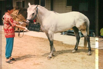 �������� ����