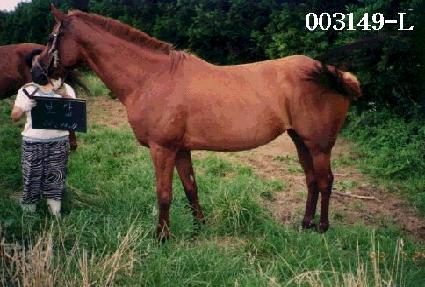 ���� ����