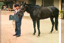 ���� (SONG JUNG) ����