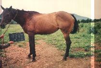 �ϰ�ȣ�� (IL GAM HO SU) ����