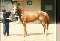 ��� (WOOAM) ����