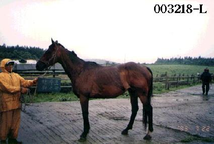 ������ ����