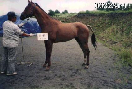 �ſ� ����