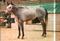 �ż��� (SIN SE GYE) ����