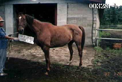 ���﷣�� ����