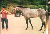 ������ (GAT BA WI) ����